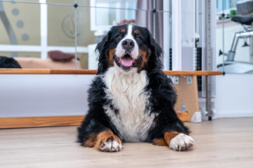 Therapiebegleithund Sepp Physiotherapie Rico Junghans Aue Bad Schlema