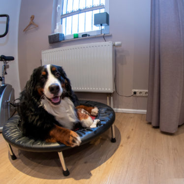 Hundephysiotherapie Rico Junghans Aue